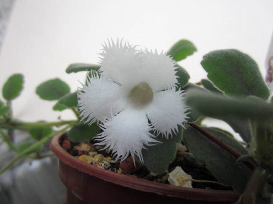 Альсобия San Miguel