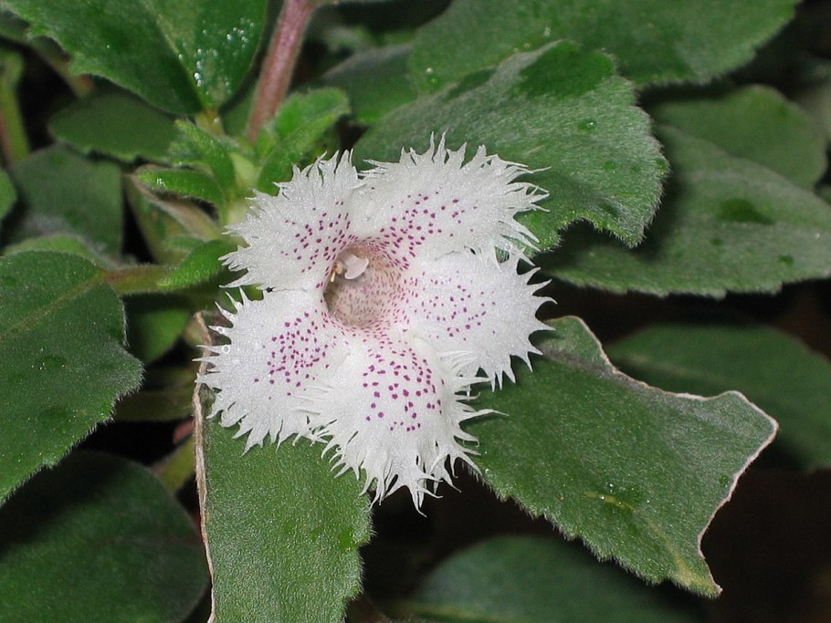 Альсобия Коста Рика