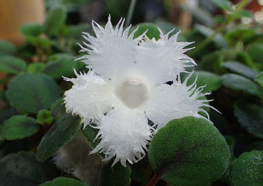 Альсобия гвоздикоцветковая