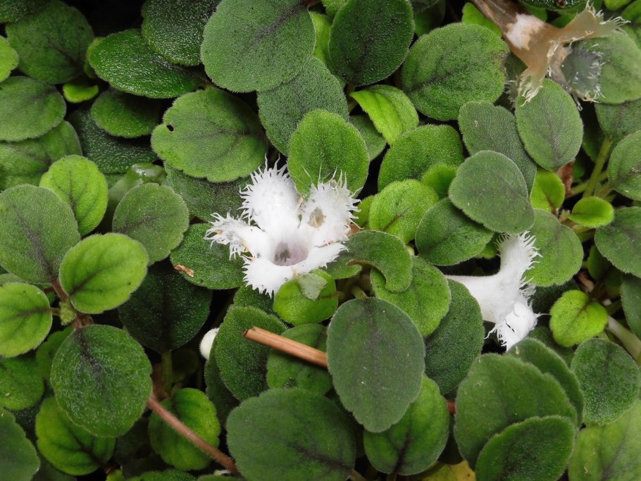 Альсобия dianthiflora