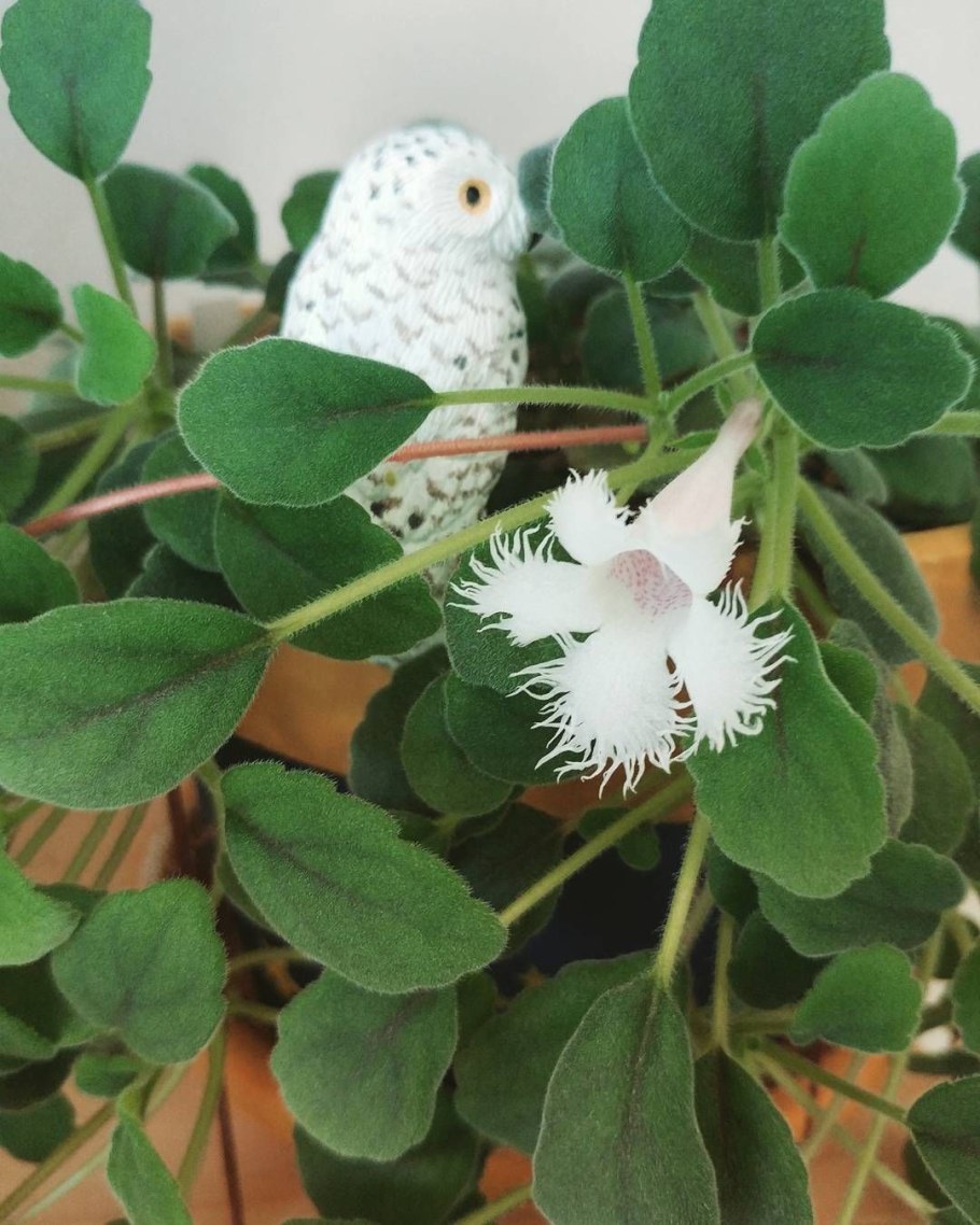 Эписция Альсобия