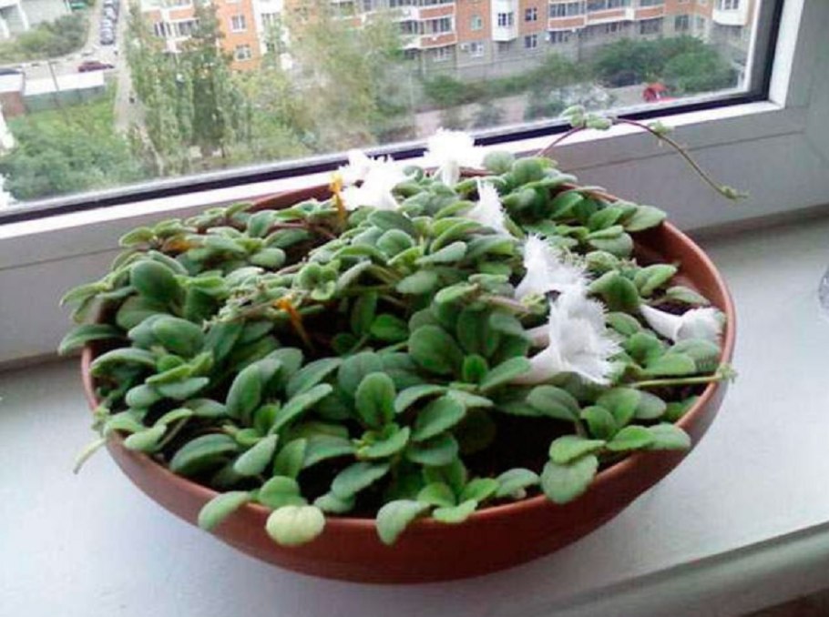 Размножение альсобии листом