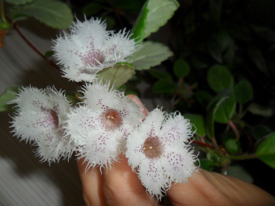 Alsobia dianthiflora