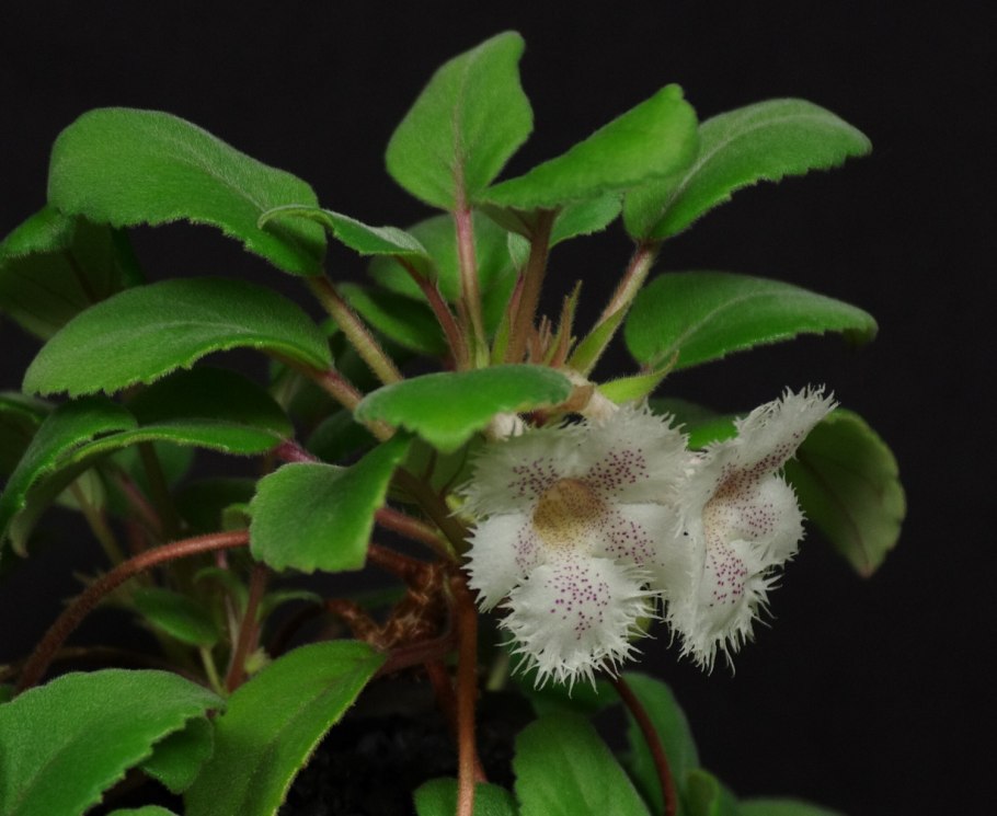 Альсобия гвоздикоцветковая