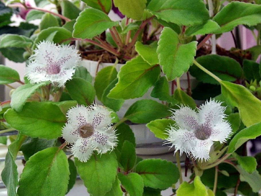 Альсобия Сан Мигель