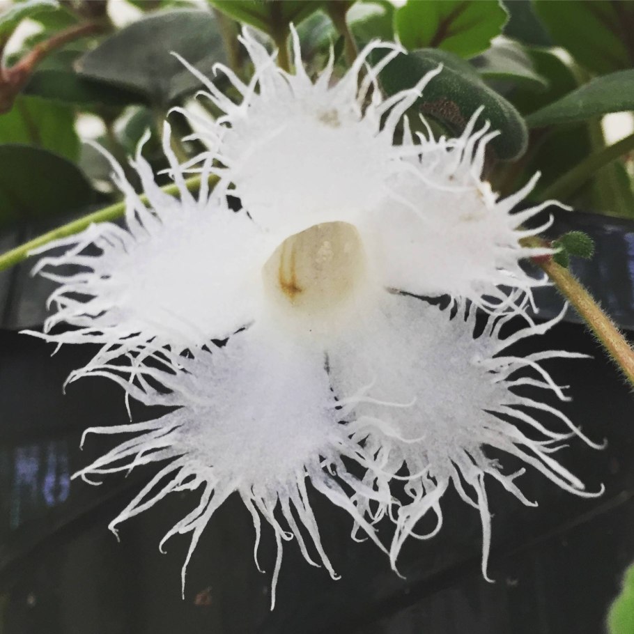 Альсобия dianthiflora