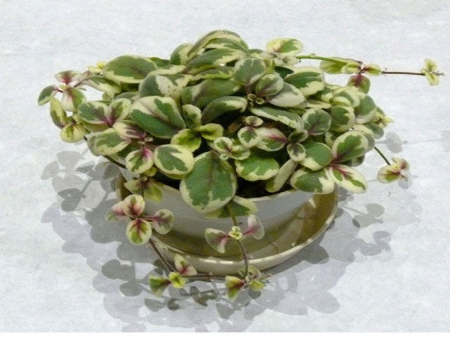 Альсобия dianthiflora