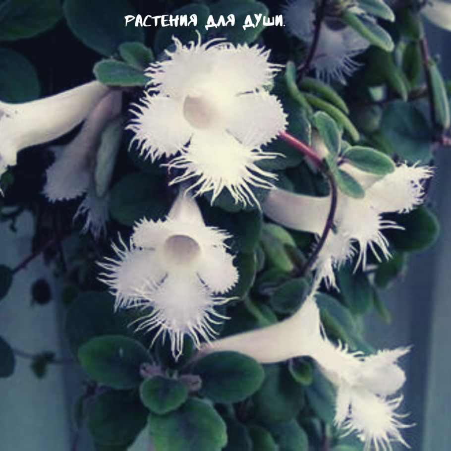 Альсобия dianthiflora