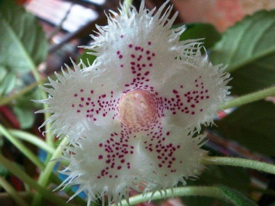 Альсобия (Alsobia)