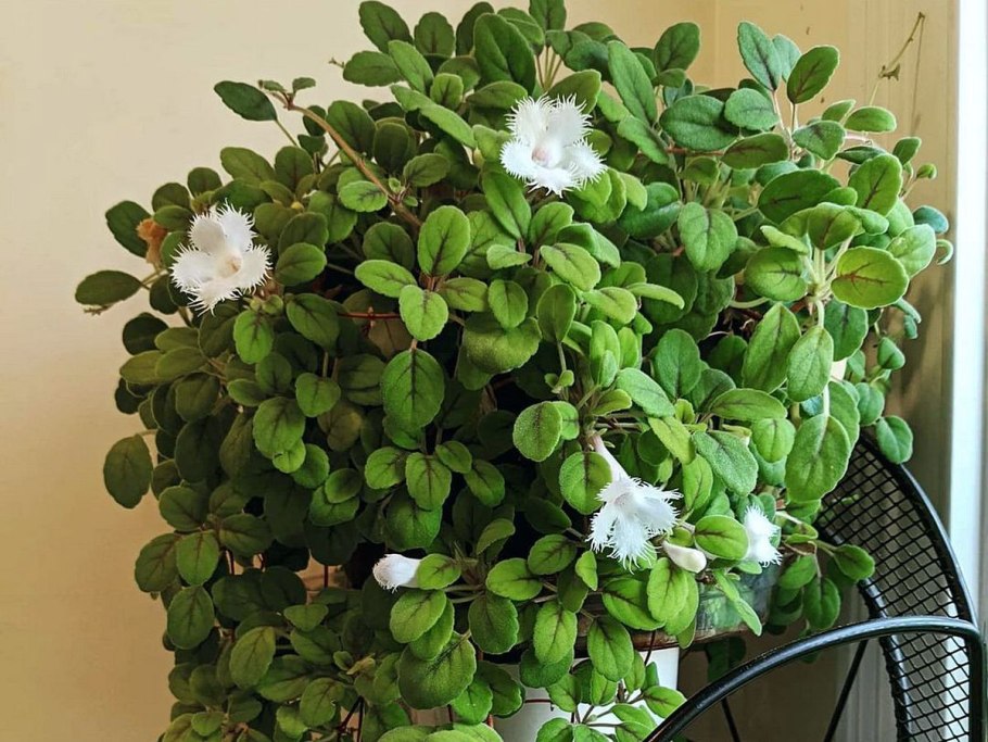 Альсобия пунктата