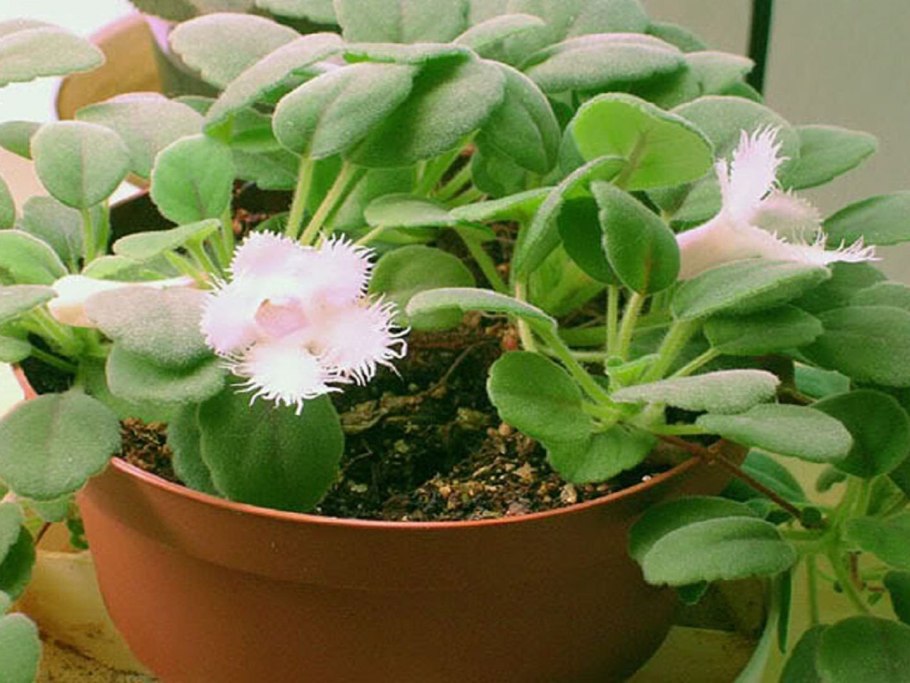 Альсобия chiapensis