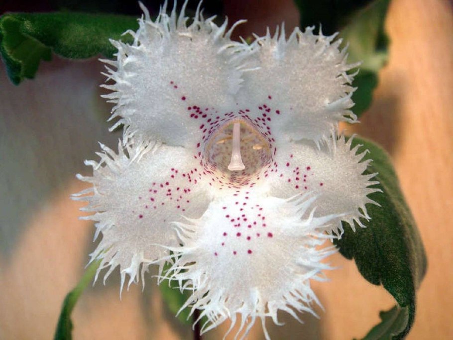 Альсобия почвопокровная, ампельная