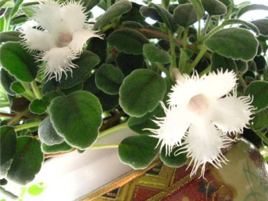 Альсобия цветок комнатный