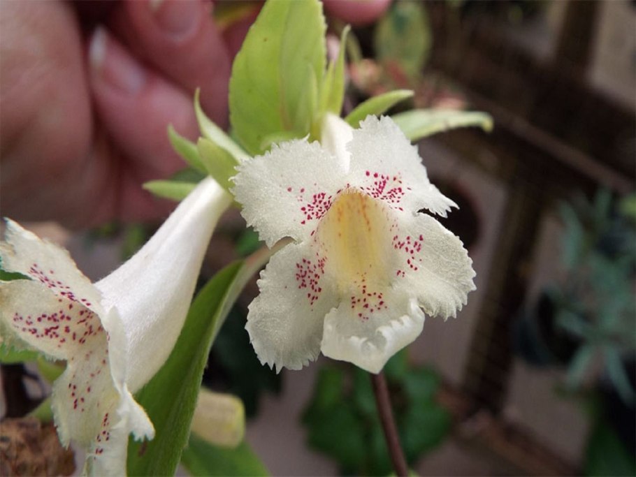 Альсобия пунктата