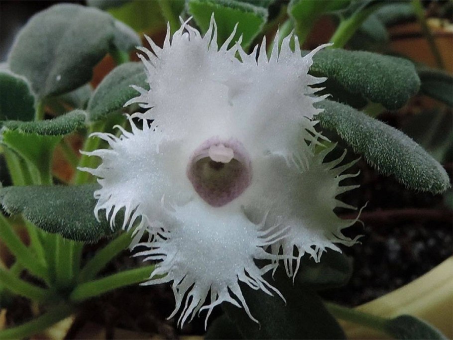 Альсобия Cygnet