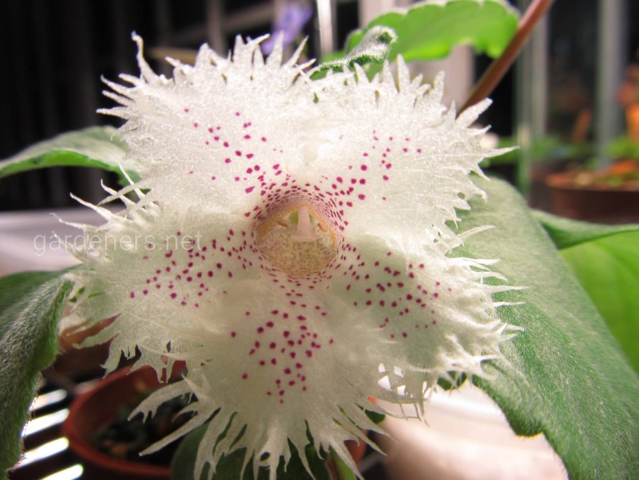 Альсобия ампельная