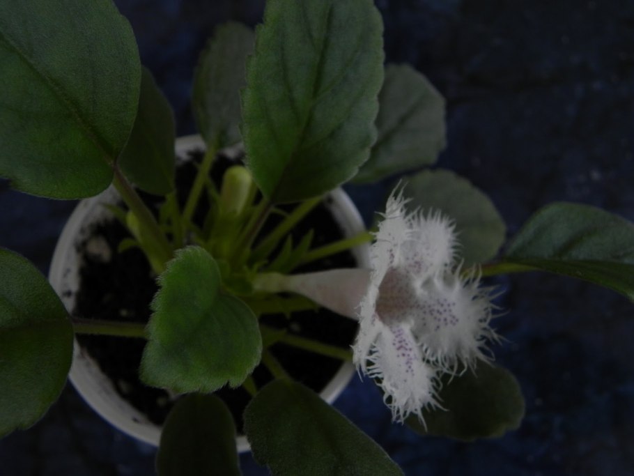 Эписция Альсобия гвоздикоцветная