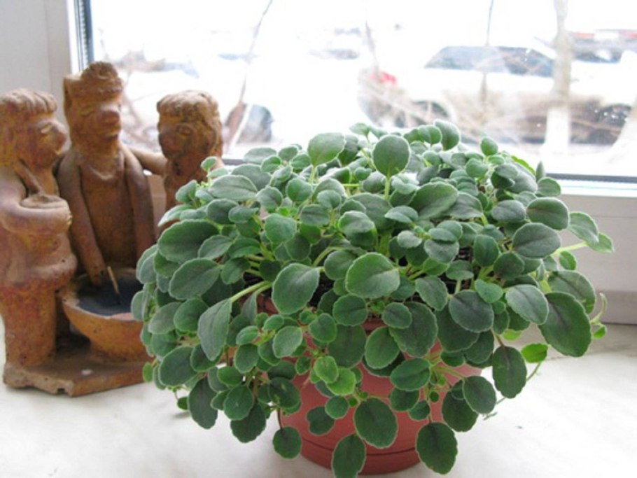 Альсобия Chiapas