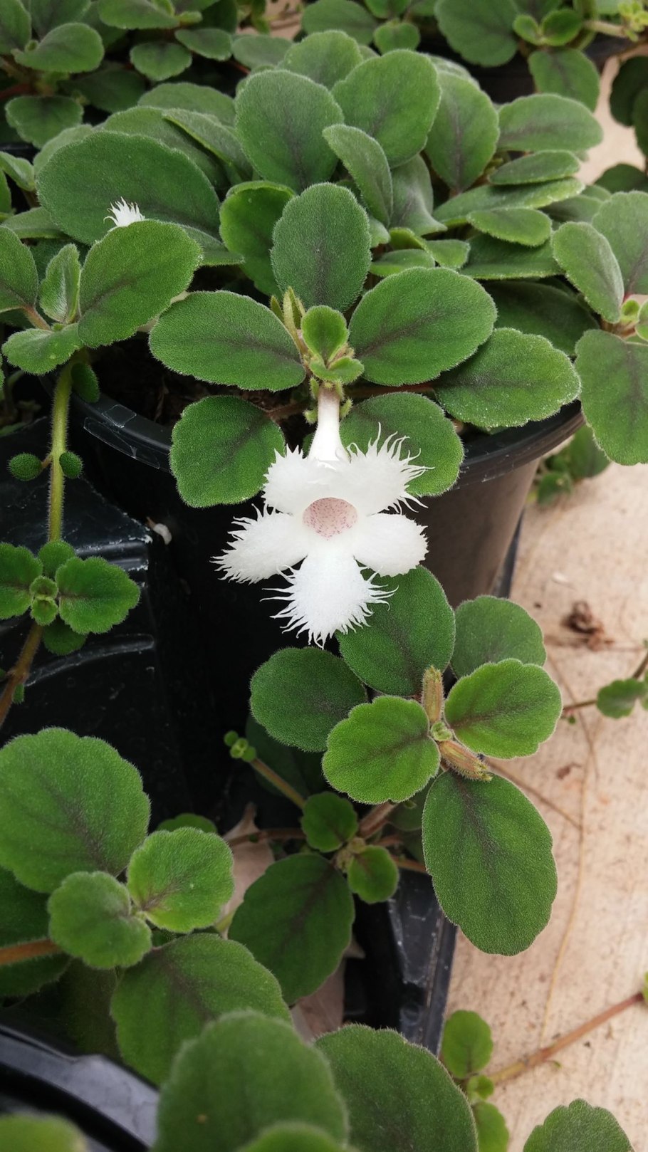 Альсобия почвопокровная, ампельная