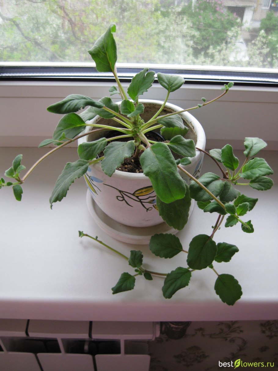 Альсобия Chiapas