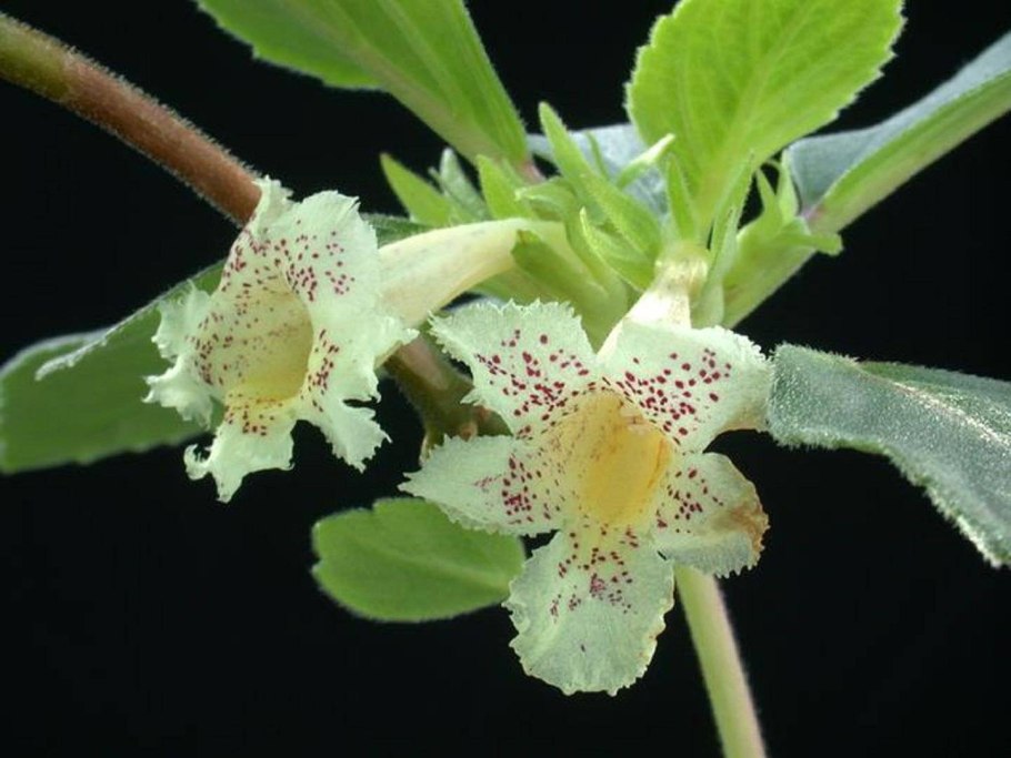 Асольбия цветок