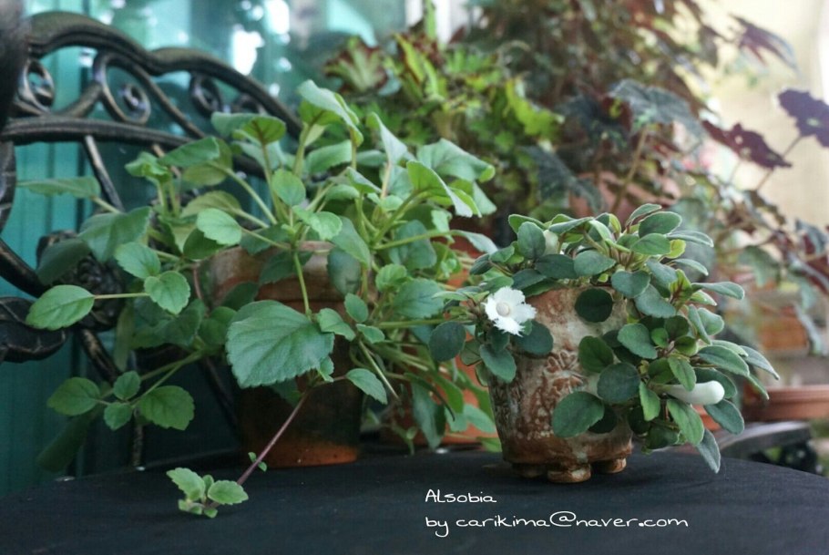 Альсобия Iris August