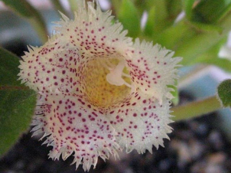 Альсобия San Miguel