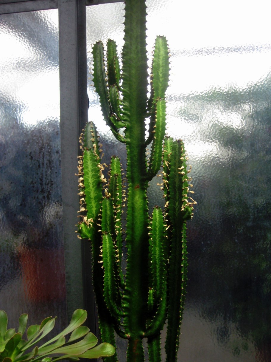 Молочай треугольный (Euphorbia Trigona)