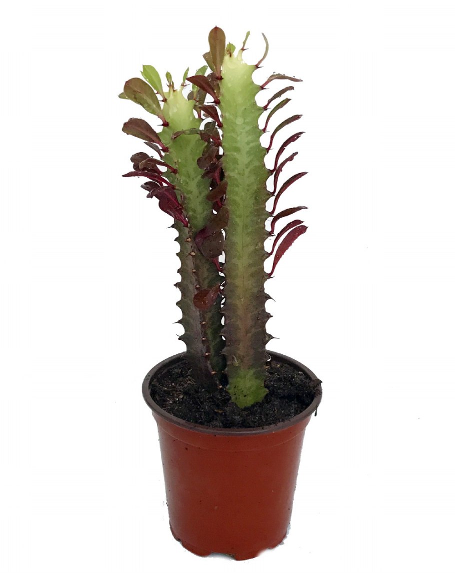 Молочай треугольный (Euphorbia Trigona)