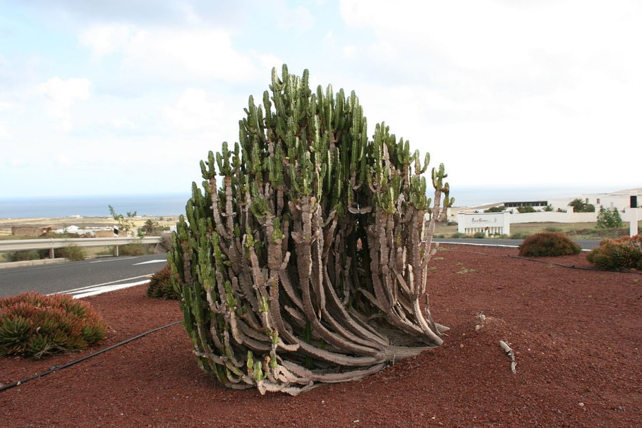 Молочай трехгранный треугольный