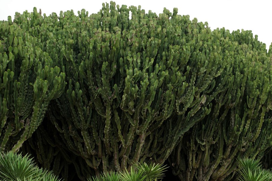 Молочай трехгранный