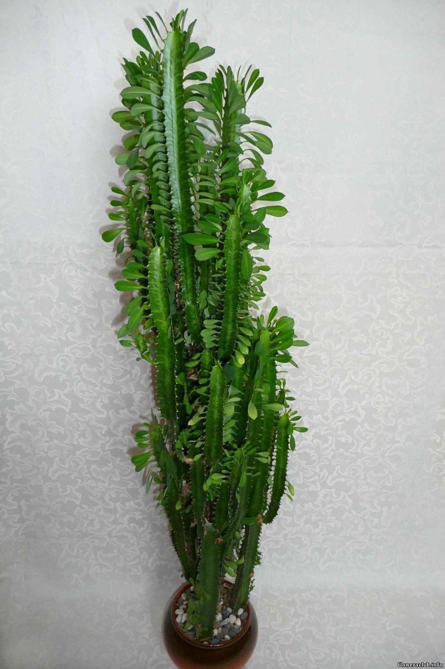 Эуфорбия молочай