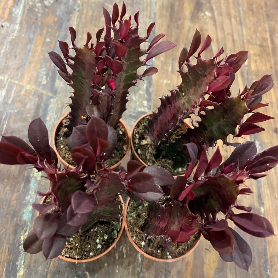 Эуфорбия тригона Рубра