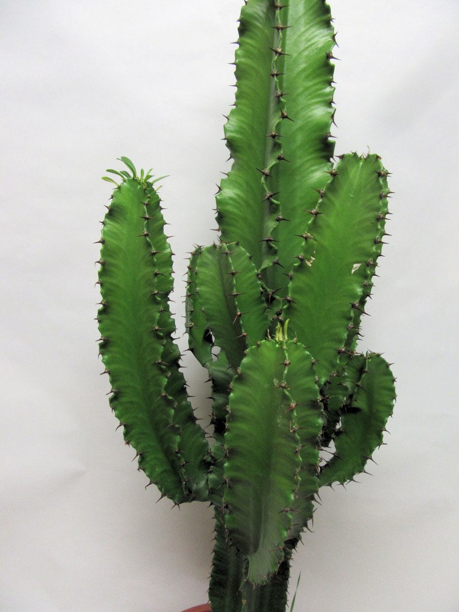 Эуфорбия Trigona rubra