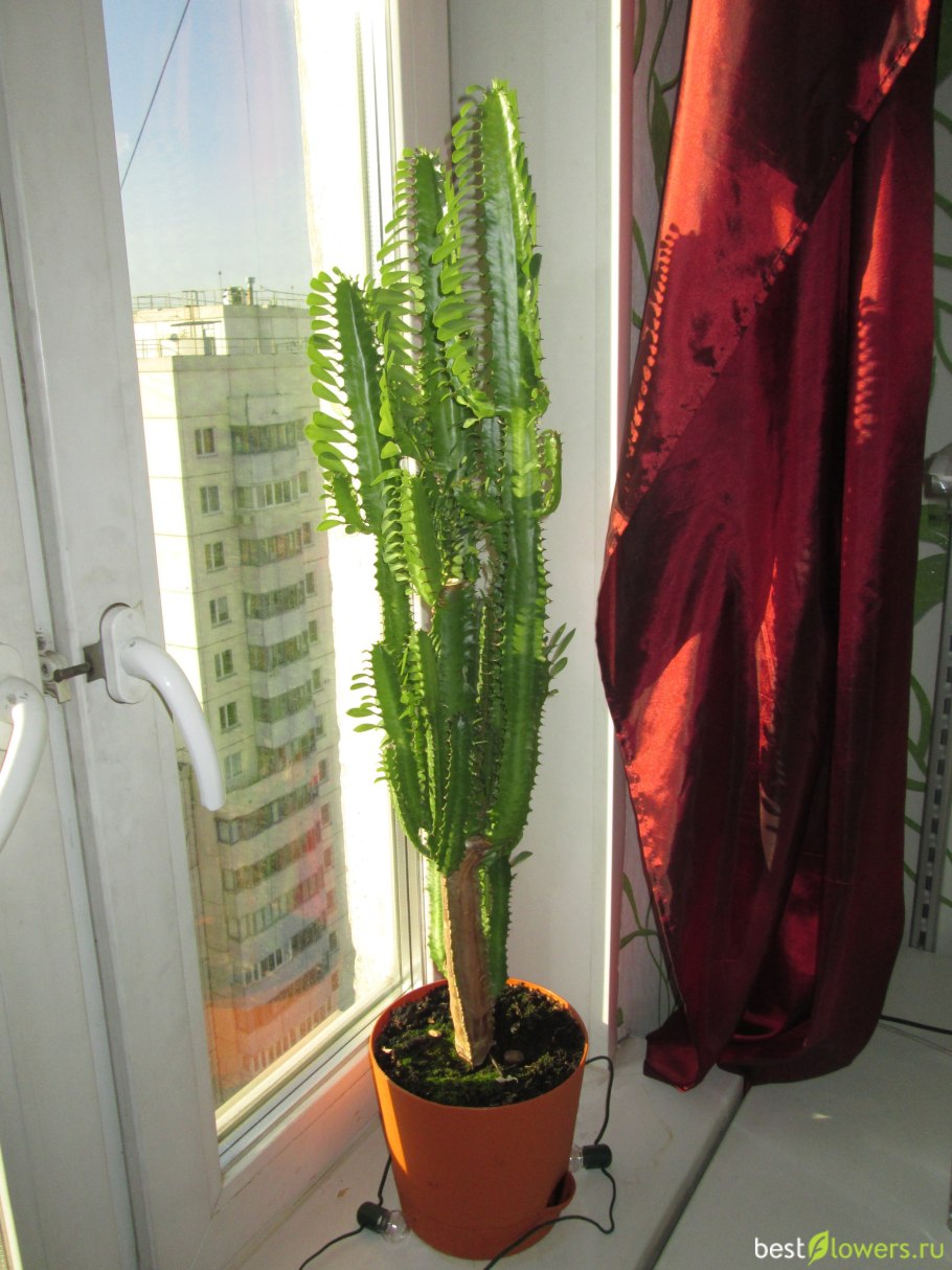 Эуфорбия молочай трёхгранный