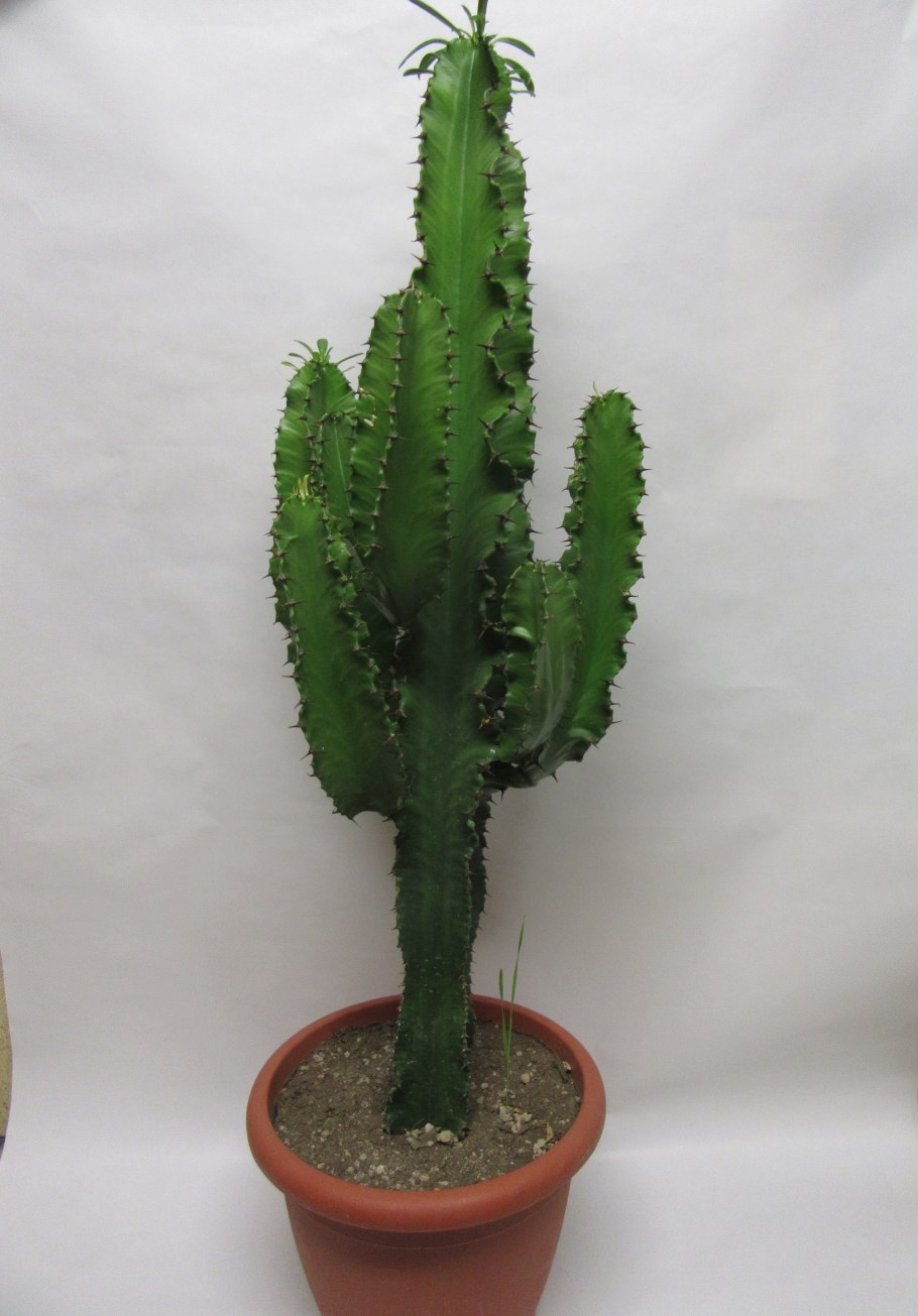 Молочай в Алтайском крае