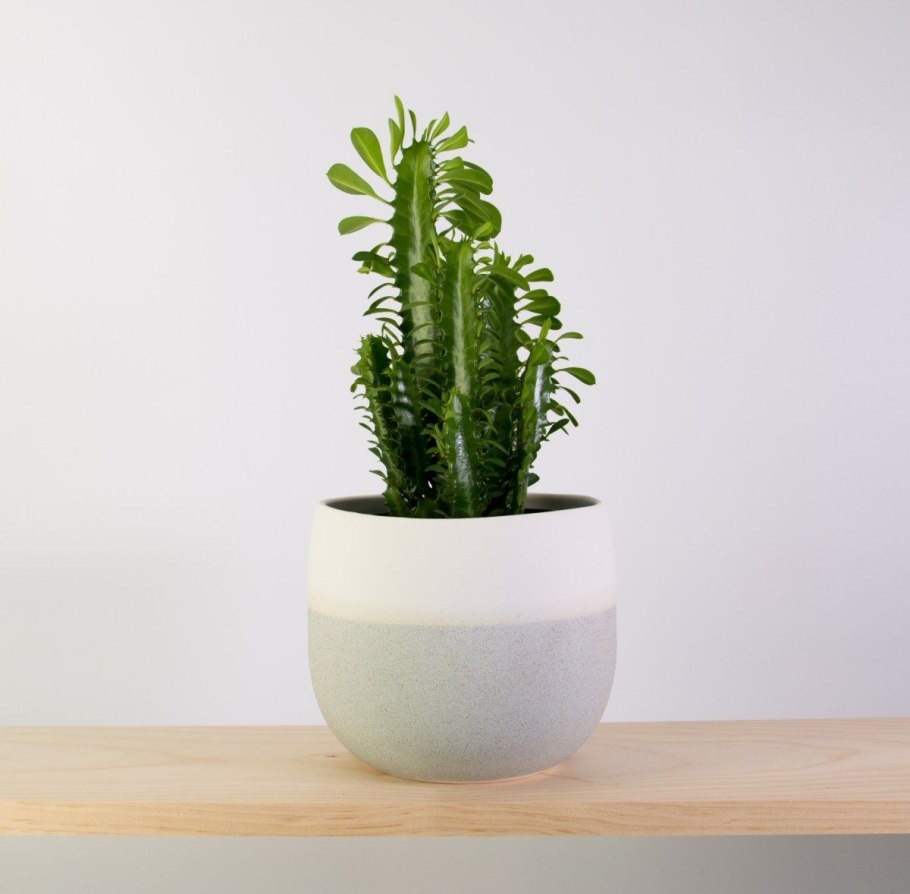 Кактус эуфорбия АКРУРЕНСИС