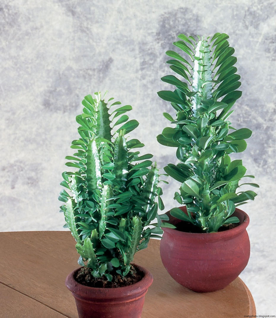 Кактус молочай трехгранный