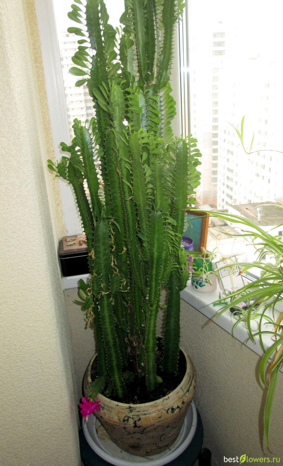 Кактус молочай трехгранный