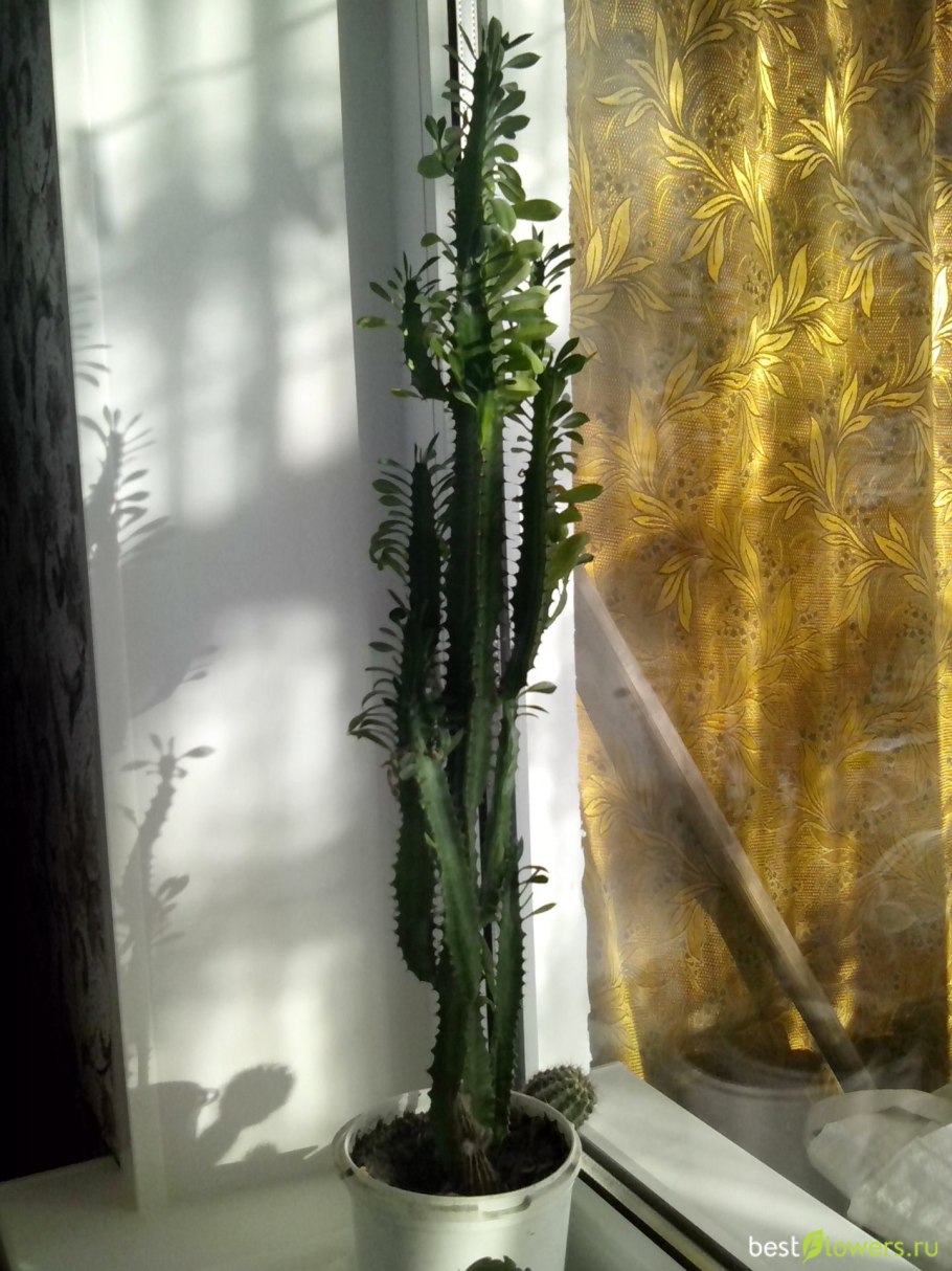 Эуфорбия тригона молочай трехгранный