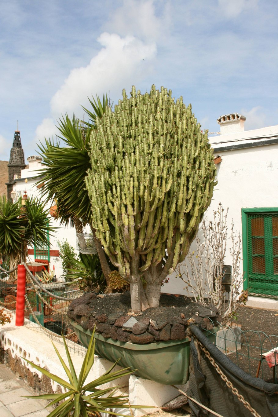 Кактус молочай трехгранный