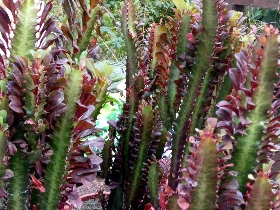 Кактус молочай трехгранный 90см