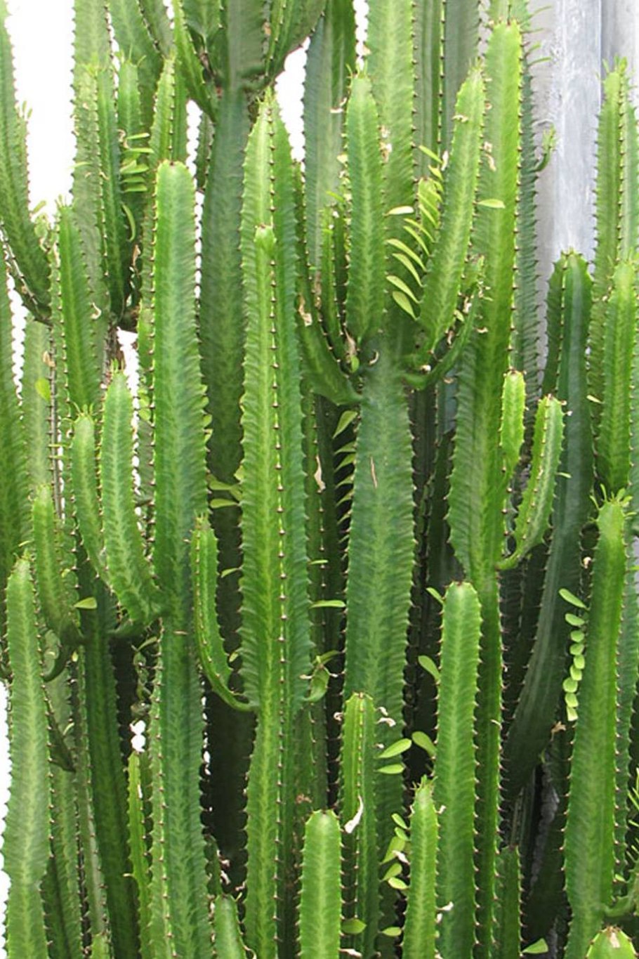 Молочай трехгранный