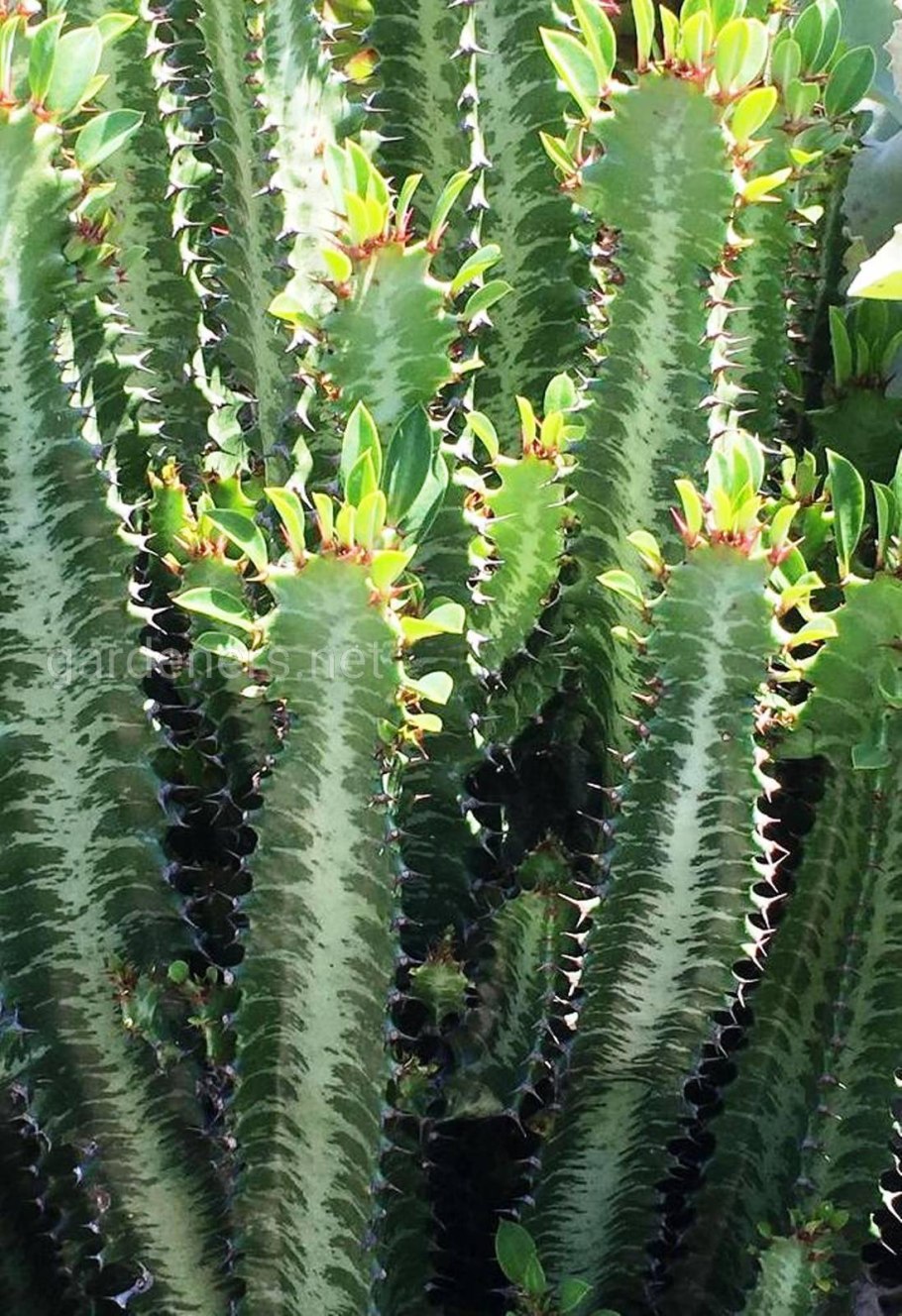 Эуфорбия тригона Рубра