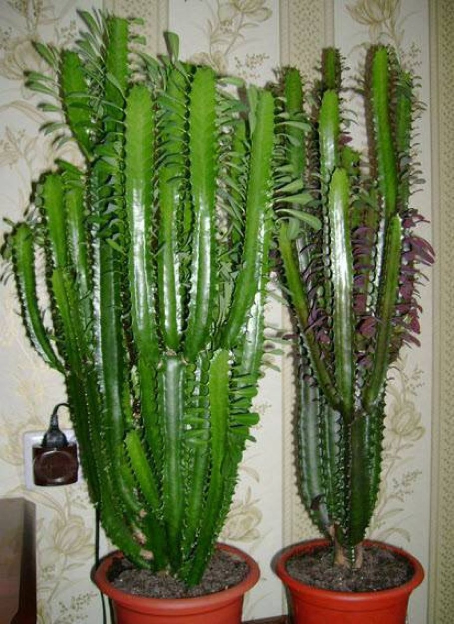 Молочай треугольный (Euphorbia Trigona)