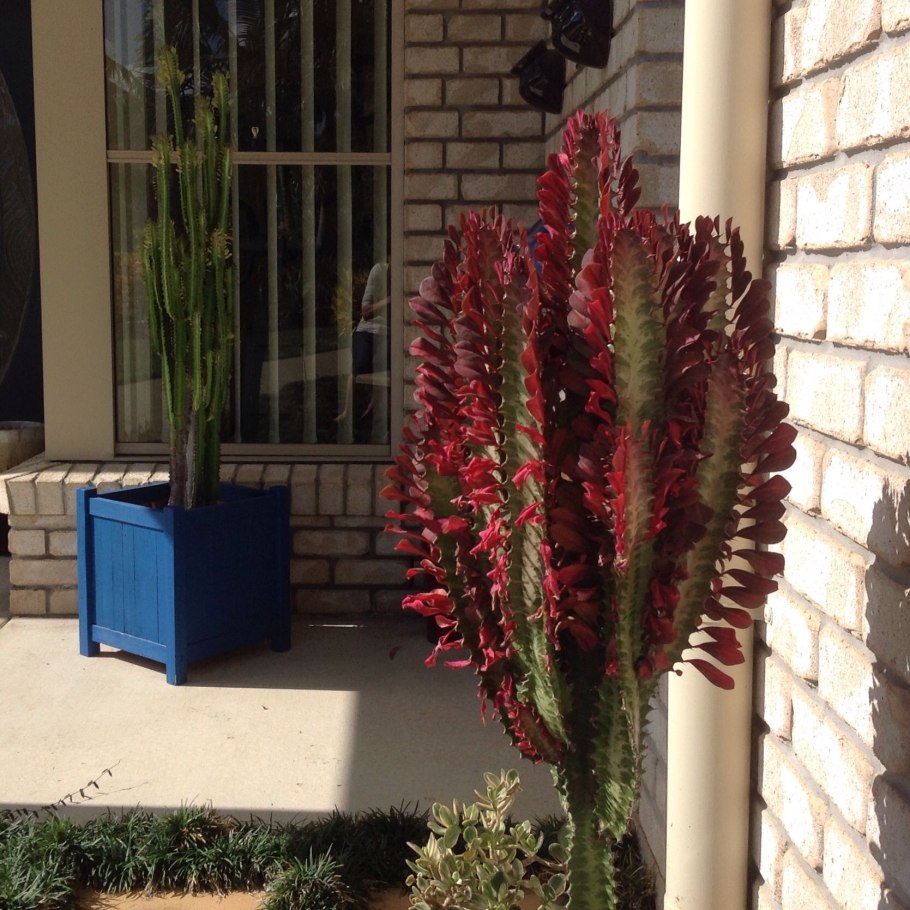 Эуфорбия тригона рубра