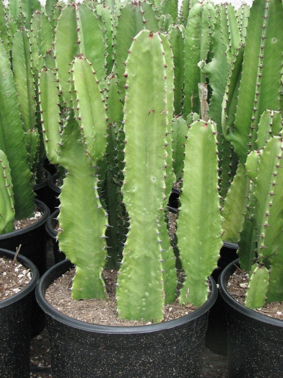 Молочай трубчатый