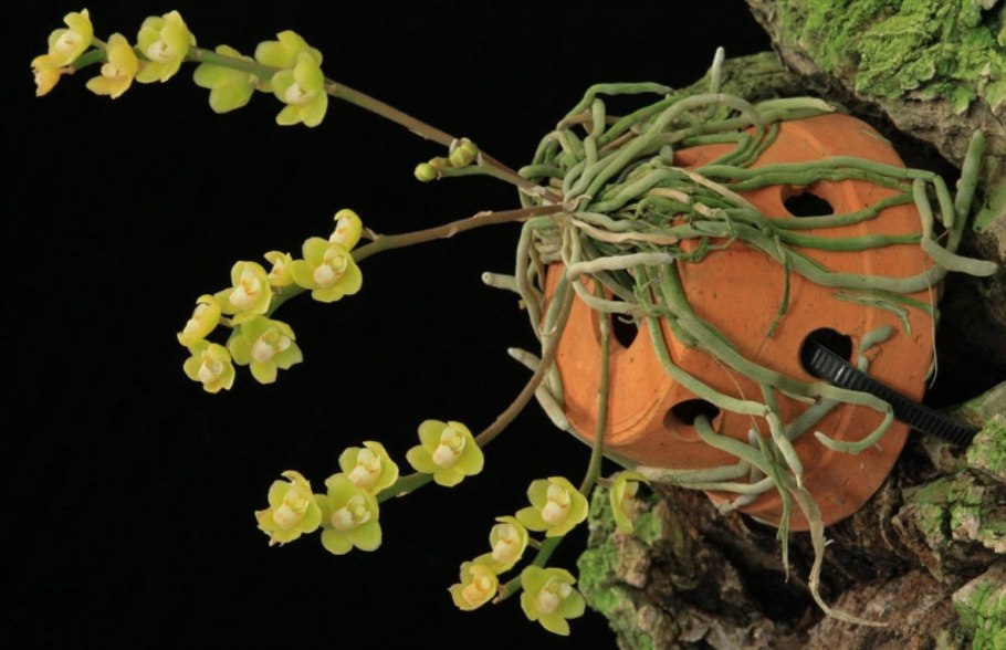 Орхидея Chiloschista parishii