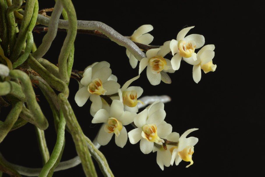 Chiloschista segawai