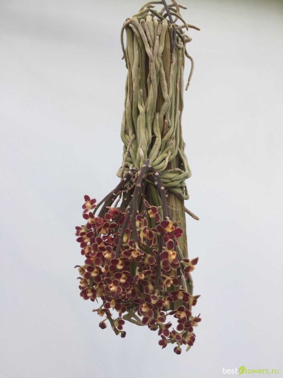 Chiloschista viridiflava,Sakura